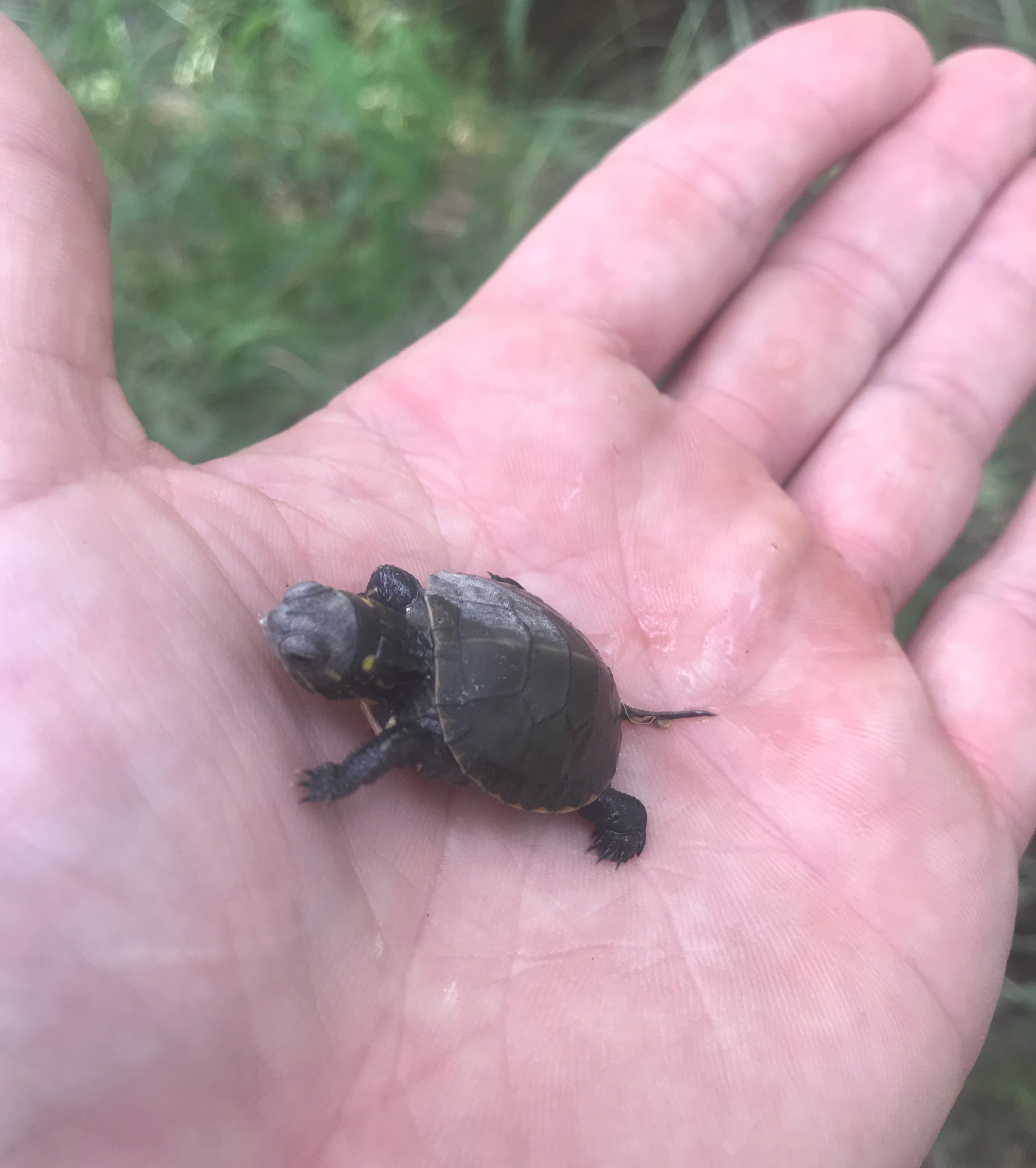 Cale Reeder : Qualité des minéraux et écologie des tortues